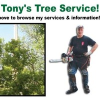Tony's Tree