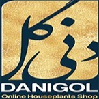Dani Gol