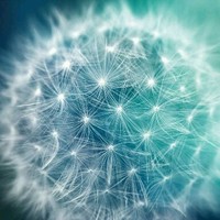 MOHAMMED DIAA MHNNY GAD ALLAH