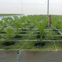 Eduardo Fabián Gutiérrez Villa