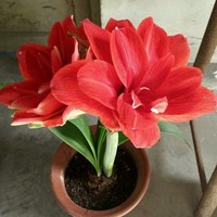 陈才明