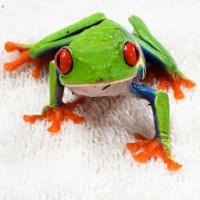 Packys Pet