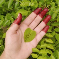 shaik salma