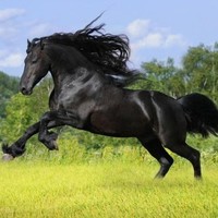 CENK T