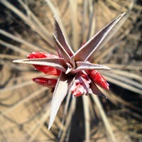 Alfonso Orellana García