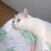 许文哲