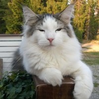 Tommy Etelätalo