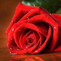 عبدالله الغلبان