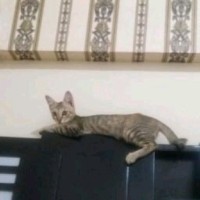 Ratu Kucing Kampung
