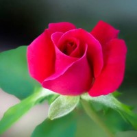 Anum Ejaz