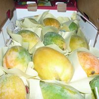 Marwa Gado