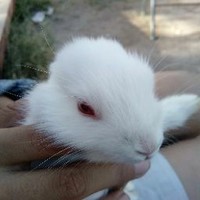 Elian Torres