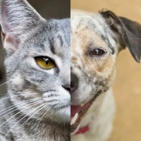 Даниела Николова