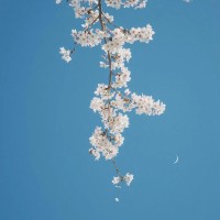 Satiko Suzuki