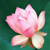 venkatesh A