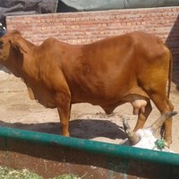 Parkash Dairy farm