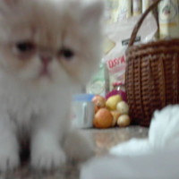 Hélder Simões Simões