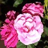 S. Savithri