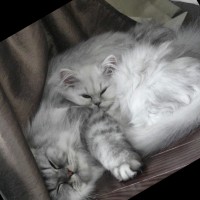 Tracerbench Test-Account