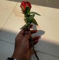 Ayman tabassum