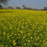 Superwheat Organic