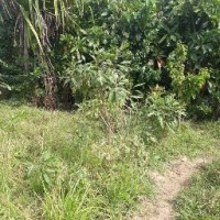 Maseto Maswali