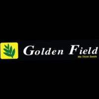 golden field