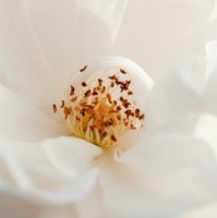 Uma Maheswari