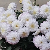 Mouli Dholey