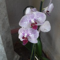Jucimarly Jucilima2