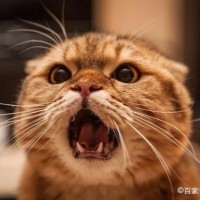 Jack Jiang