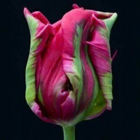 Abderahmane Nice