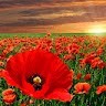 Артем Головко