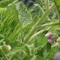 Marsh Community Garden