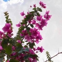 نوره الدوسري