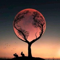 عمار الابرش