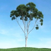 殷大鹏