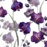 Sharon Majesky