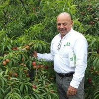 Mauricio Mattone