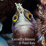 Paul Kay