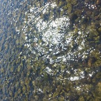 Алла Украинка