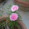 Beenish Baig