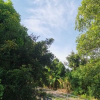 Kavi Tha