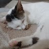 Wonder Meong Cat