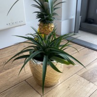 Geroge the Pineapple