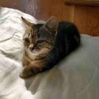 Kitty Moses