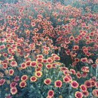 王晓荣