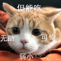 刘雪莹