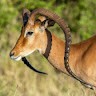 Vlad The Impala