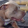 Stella Blue